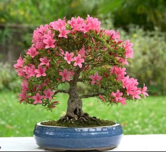 Azalea Bonsai Azalea Bonsai