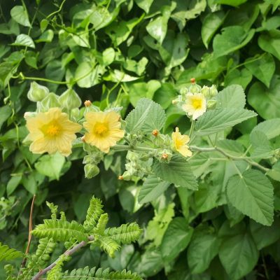 Bala (Sida cordifolia) Bala (Sida cordifolia)