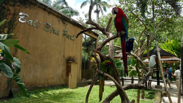 Bali_Bird_Park Bali_Bird_Park