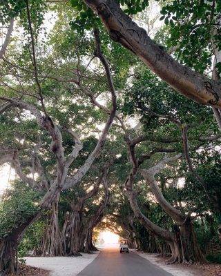 Banyan Trees