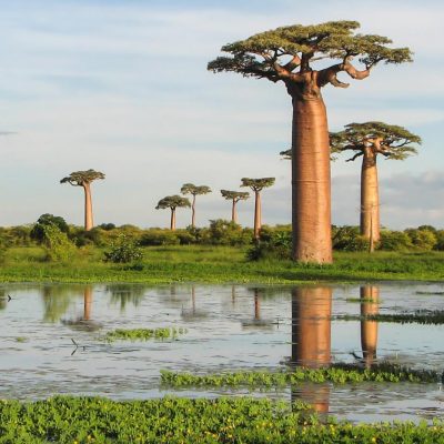 Baobab Trees