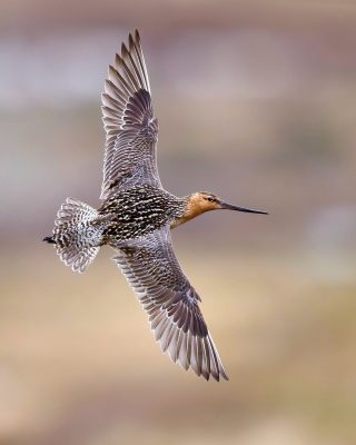 Bar-tailed Godwit