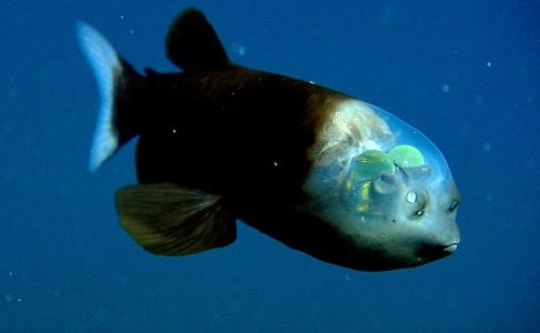 Barreleye Fish