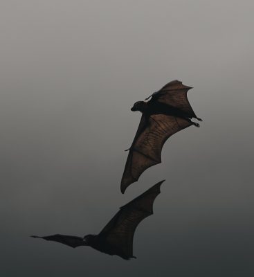 Bats