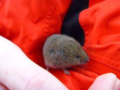 Bavarian Pine Vole