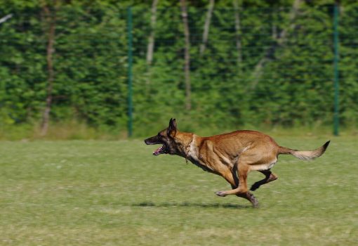 Belgian Malinois Belgian Malinois