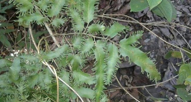 Bhulan Bel Plant Bhulan Bel Plant