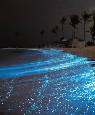 Bioluminescent Beaches