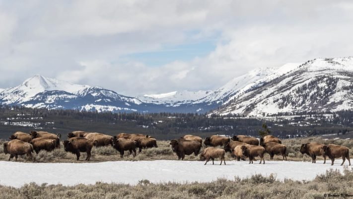 Bison of Yellowstone