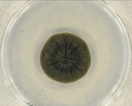 Black Fungus Eats Radiation Black Fungus Eats Radiation