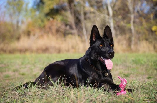 Black German Shepherd Black German Shepherd