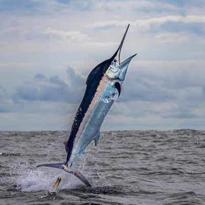 Black Marlin - 10 Animal Ninjas