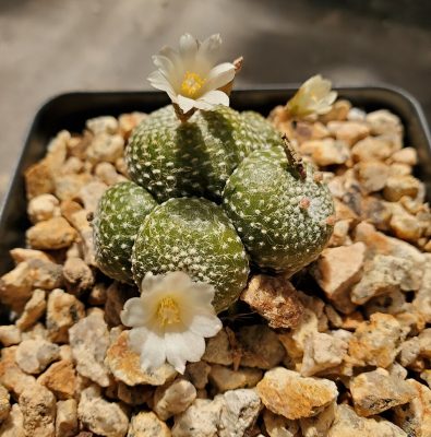 Blossfeldia liliputana