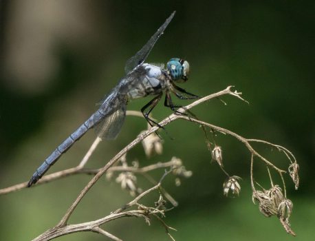 Blue Dasher Blue Dasher