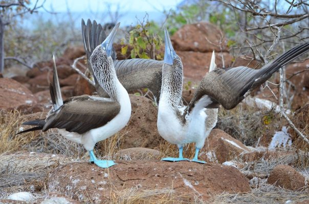 Blue-Footed Booby