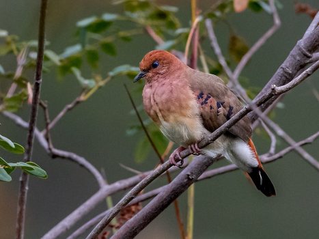 Blue-eyed Ground Dove