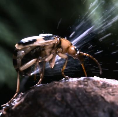 Bombardier Beetle