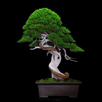 Bonsai Art