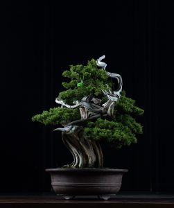 Bonsai Plant Bonsai Plant