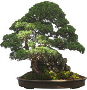 Bonsai Tree Pot Bonsai Tree Pot