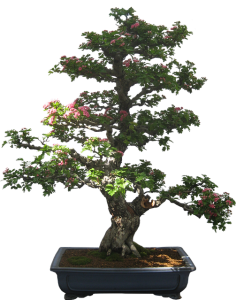 Bonsai Tree Bonsai Tree