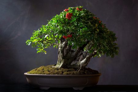 Bonsai Bonsai