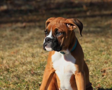 Boxer Dog Boxer Dog