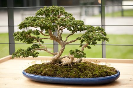 Boxwood Bonsai Boxwood Bonsai
