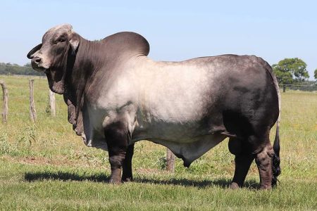Brahman Bulls Brahman Bulls