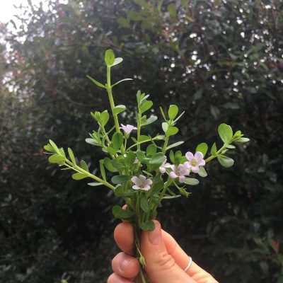 Brahmi (Bacopa monnieri) Brahmi (Bacopa monnieri)