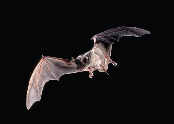 Brazilian Free-Tailed Bat