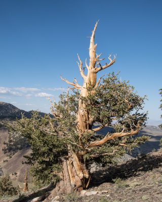 Bristlecone Pines