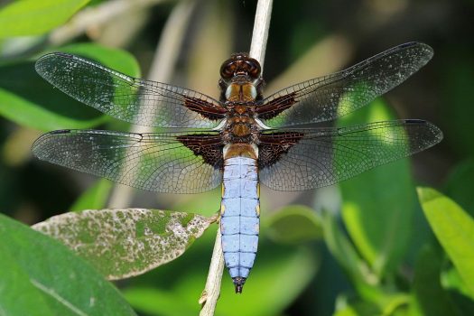 Broad-bodied Chaser Broad-bodied Chaser