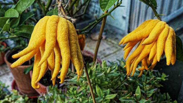 Buddha’s Hand Fruit Buddha’s Hand Fruit