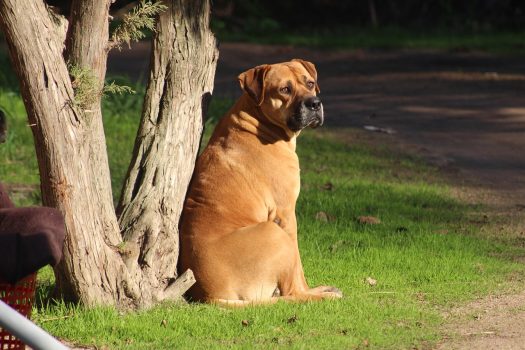 Bullmastiff Bullmastiff