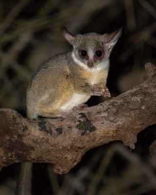 Bush Baby - Which creatures are active at night