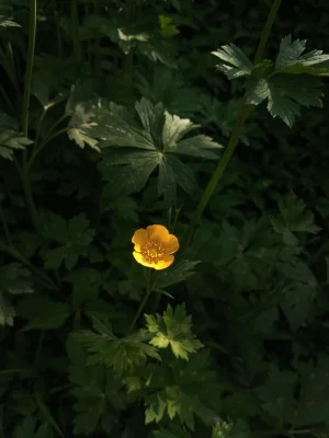 Buttercup