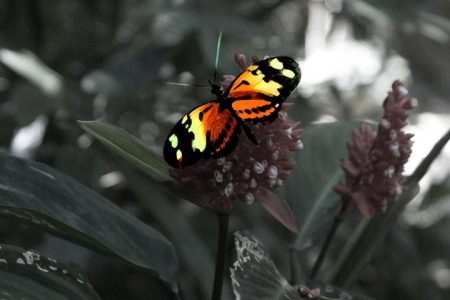 Butterflies in Tujica National Park