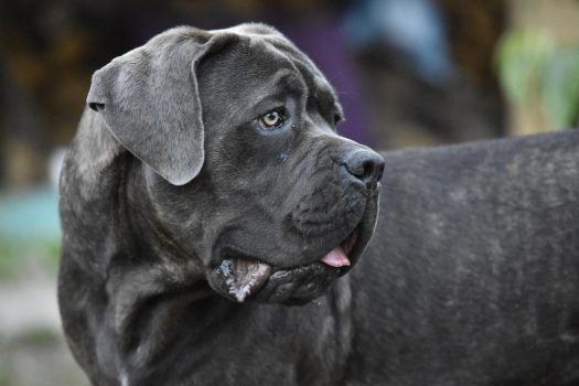 Cane Corso Cane Corso