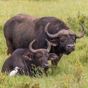 Cape Buffalo Cape Buffalo