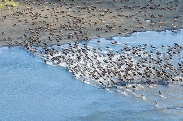 Caribou of the Arctic Migration