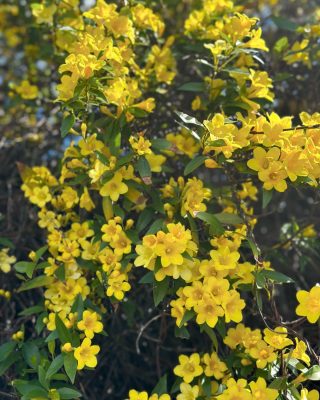 Carolina Jessamine