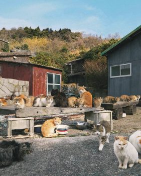 Cat Island Japan Cat Island Japan