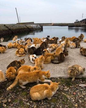 Cat Island Japan Cat Island Japan