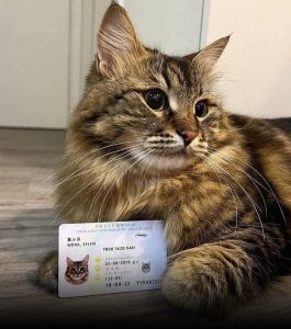 Cat with ID Cat with ID