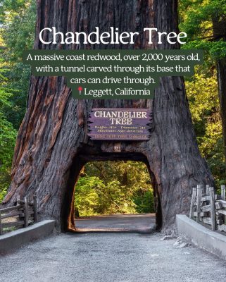 Chandelier Tree