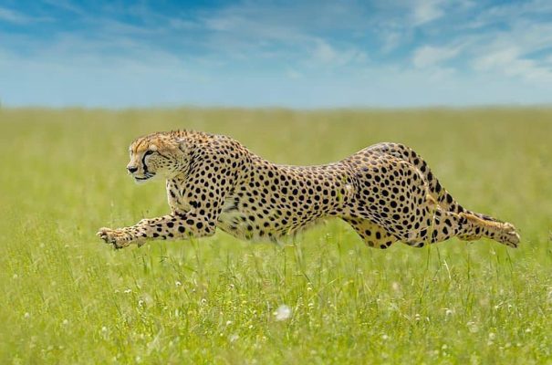 Cheetah
