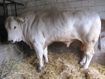 Chianina Bulls Chianina Bulls