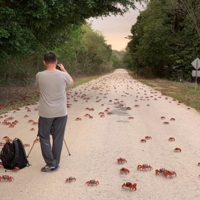 Christmas Island Red Crabs Migration