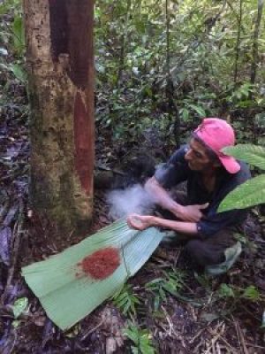 Chuchuhuasi — The Bark That Keeps Surprising Researchers